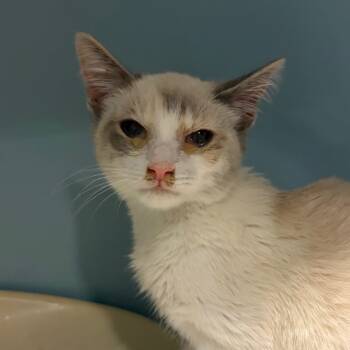 Rescue Domestic Short Hair Cats for Adoption in Chattanooga, Tennessee - Uraraka | PetCurious