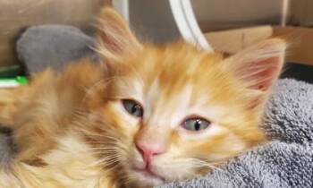 Mollymauk -  Domestic Long Hair and Domestic Short Hair Cat for Adoption in Kansas City, Missouri - Mollymauk | PetCurious