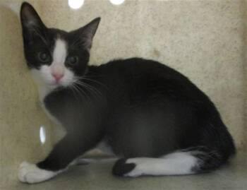 A478865 -  Domestic Short Hair Cat for Adoption in Oklahoma City, Oklahoma - A478865 | PetCurious