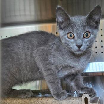 Kowalski -  Domestic Short Hair Cat for Adoption in Asheville, North Carolina - Kowalski | PetCurious