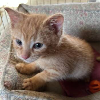 Pookie -  Domestic Medium Hair Cat Available for Adoption in Traverse City, Michigan - Pookie | PetCurious