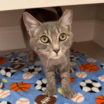 Domestic Short Hair Cats Available for Adoption - Kal | PetCurious