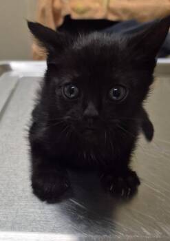 Domestic Short Hair Cats Available for Adoption in Christiansburg, Virginia - Twine | PetCurious