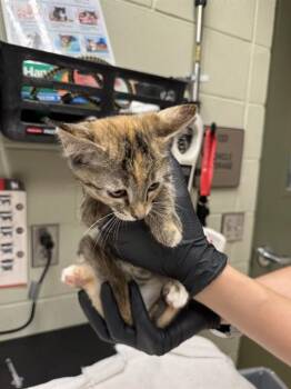 ELLA -  Domestic Short Hair Cat for Adoption in Minneapolis, Minnesota - ELLA | PetCurious