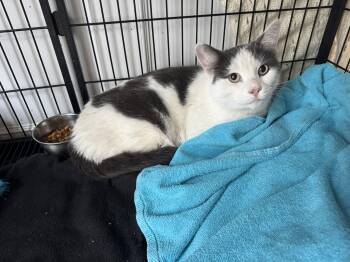 Rescue Domestic Short Hair Cats for Adoption in Beverly, Massachusetts - Magic | PetCurious