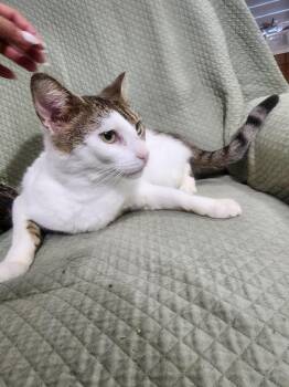 Domestic Short Hair Cats Available for Adoption in Hudson, New Hampshire - Blanca | PetCurious