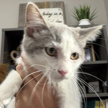 Spotty -  Domestic Short Hair Cat Available for Adoption in Midland, Texas - Spotty | PetCurious