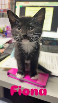 Fiona  -  Domestic Short Hair Cat Available for Adoption in Barton, Vermont - Fiona  | PetCurious