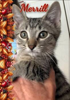 Merrill -  Domestic Short Hair Cat for Adoption in Corinth, New York - Merrill | PetCurious