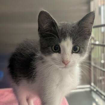 Parker -  Domestic Short Hair Cat for Adoption in Prairie Du Chien, Wisconsin - Parker | PetCurious