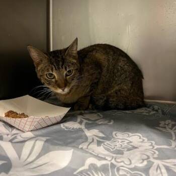 Gracie -  Domestic Short Hair Cat for Adoption in Chattanooga, Tennessee - Gracie | PetCurious