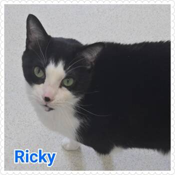 Domestic Short Hair Cats Available for Adoption in North Saint Paul, Minnesota - Ricky | PetCurious