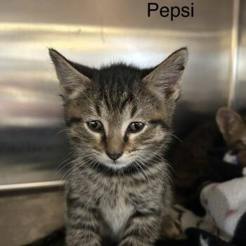 Pepsi -  Domestic Short Hair Cat for Adoption in Knoxville, Tennessee - Pepsi | PetCurious