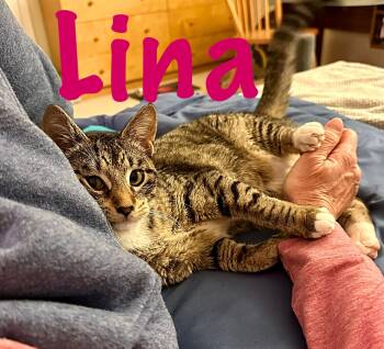 Domestic Short Hair Cats Available for Adoption in Prince Frederick, Maryland - Lina | PetCurious