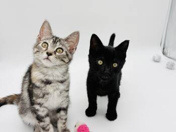 Adelaide & Drummer -  Domestic Short Hair Cat Available for Adoption in Lucedale, Mississippi - Adelaide & Drummer | PetCurious