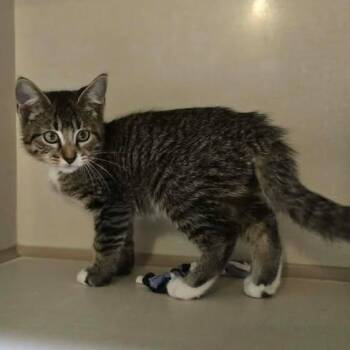Mr Longtail -  Domestic Short Hair Cat for Adoption in Winthrop, Maine - Mr Longtail | PetCurious