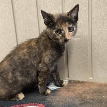 Rescue Domestic Short Hair Cats for Adoption in Long Beach, California - Pippy | PetCurious