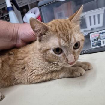 Stewie -  Domestic Short Hair Cat for Adoption in Ardmore, Oklahoma - Stewie | PetCurious