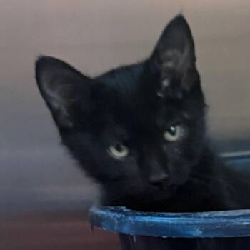 Julie -  Domestic Short Hair Cat for Adoption in Cedaredge, Colorado - Julie | PetCurious