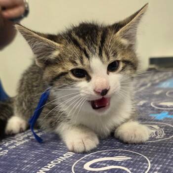 Tye -  Domestic Short Hair Cat for Adoption in Carmel, Indiana - Tye | PetCurious