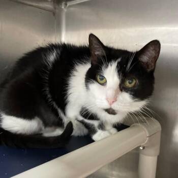 Sassy Cat -  Domestic Short Hair Cat for Adoption in Roanoke, Virginia - Sassy Cat | PetCurious