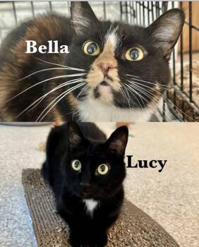 Bella & Lucy -  Domestic Short Hair Cat for Adoption in Cincinnati, Ohio - Bella & Lucy | PetCurious