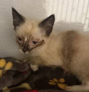 Kitten 2 -  Domestic Short Hair Cat for Adoption in Gastonia, North Carolina - Kitten 2 | PetCurious