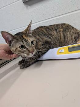JOSIE -  Domestic Short Hair Cat for Adoption in St. Peters, Missouri - JOSIE | PetCurious