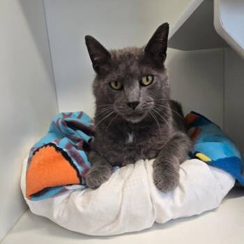 Domestic Short Hair Cats Available for Adoption in Jasper, Indiana - Moses | PetCurious