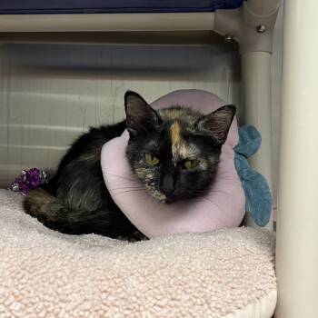 Domestic Short Hair Cats Available for Adoption in Detroit Lakes, Minnesota - Abyss | PetCurious