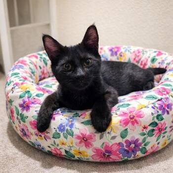 Domestic Short Hair Cats Available for Adoption - Amira | PetCurious