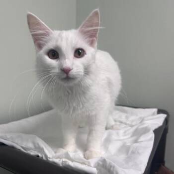 Fun Energy -  Domestic Medium Hair Cat for Adoption in Davenport, Iowa - Fun Energy | PetCurious