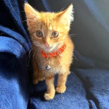 Edgecomb -  Domestic Medium Hair Cat for Adoption in Fredericksburg, Virginia - Edgecomb | PetCurious