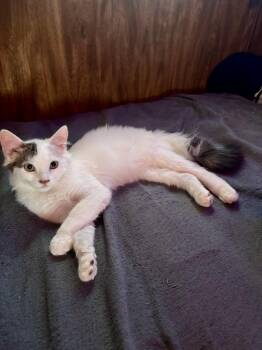 Turkish Van Cats Available for Adoption - Pee-Wee | PetCurious