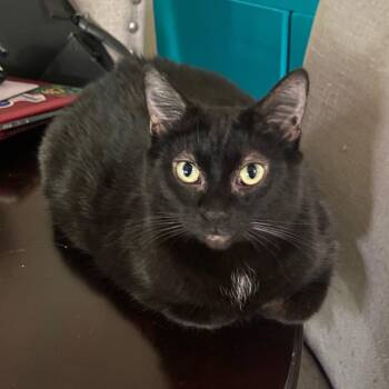 Starkiss -  Bombay and Domestic Short Hair Cat for Adoption in Wyandotte, Michigan - Starkiss | PetCurious