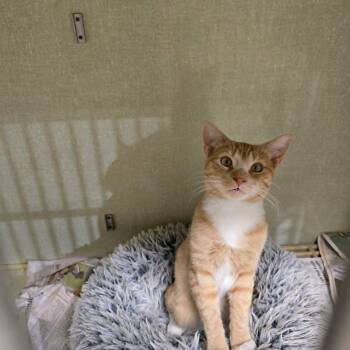 Mr Lorax -  Domestic Medium Hair Cat for Adoption in California City, California - Mr Lorax | PetCurious