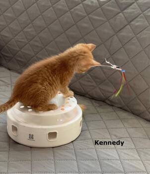 Kennedy -  Domestic Short Hair Cat for Adoption in Buford, Georgia - Kennedy | PetCurious
