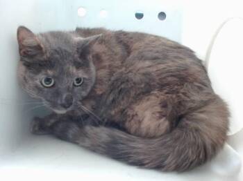 Rescue Domestic Short Hair Cats for Adoption in Albuquerque, New Mexico - CANARY | PetCurious