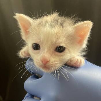 Maeby -  Domestic Short Hair Cat for Adoption in Lynchburg, Virginia - Maeby | PetCurious