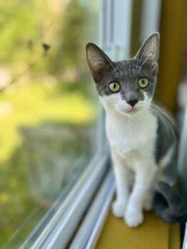 Domestic Short Hair Cats Available for Adoption in Rixeyville, Virginia - Okra | PetCurious