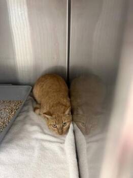 Domestic Short Hair Cats Available for Adoption - BELLEZA | PetCurious