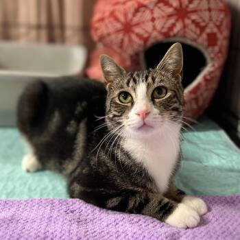 Scout -  Domestic Short Hair and Tabby Cat for Adoption in Germansville, Pennsylvania - Scout | PetCurious