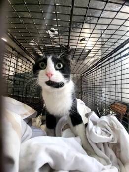 TUDOR -  Domestic Short Hair Cat for Adoption in San Antonio, Texas - TUDOR | PetCurious