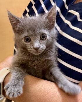 CHARLIE -  Domestic Short Hair Cat for Adoption in Camarillo, California - CHARLIE | PetCurious