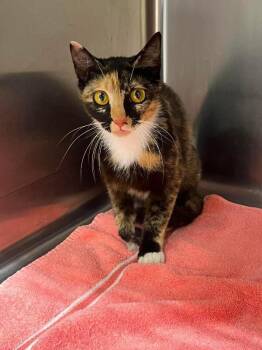 TeTe -  Domestic Short Hair Cat for Adoption in Burgaw, North Carolina - TeTe | PetCurious
