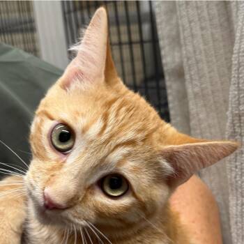 Tarocco -  Domestic Short Hair Cat for Adoption in Santa Fe, New Mexico - Tarocco | PetCurious