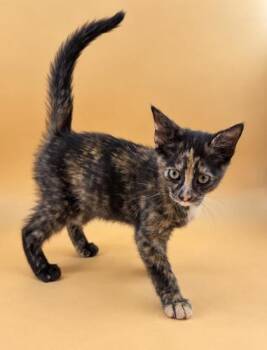 Pipin -  Domestic Short Hair Cat for Adoption in Dahlonega, Georgia - Pipin | PetCurious