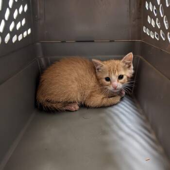 Bolo Tie -  Domestic Medium Hair Cat for Adoption in Charlottesville, Virginia - Bolo Tie | PetCurious