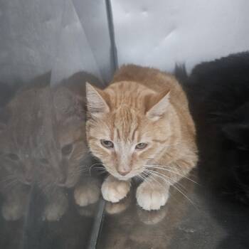 Horace -  Domestic Short Hair Cat for Adoption in Fall River, Massachusetts - Horace | PetCurious