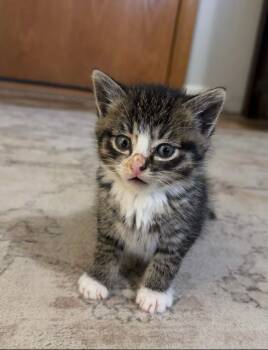 Rescue Domestic Short Hair Cats for Adoption in Cando, North Dakota - Boot | PetCurious